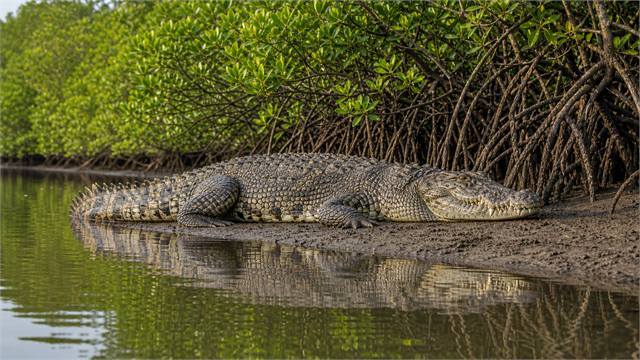 Sundarban